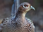 Hoenders Kraaien Roofvogels