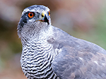 Roofvogels en kraaiachtigen