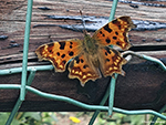 insecten
