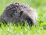 zoogdieren