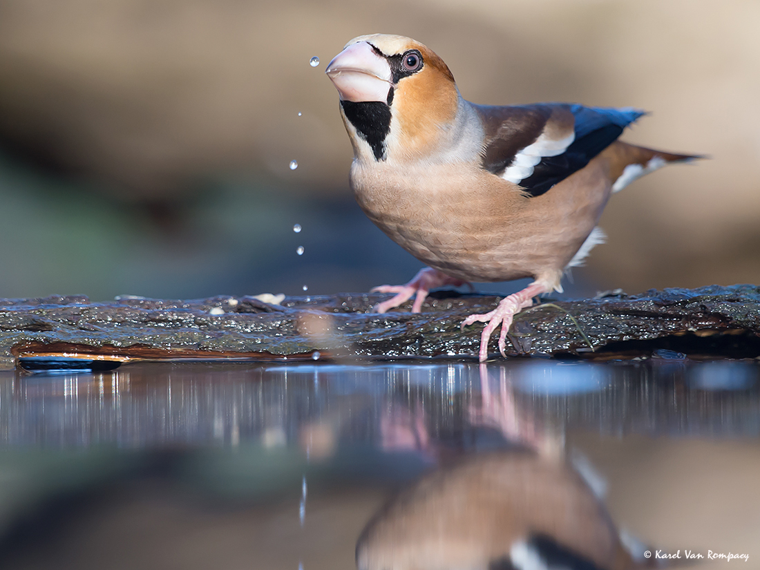 Appelvink