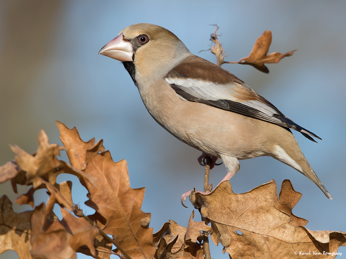 Appelvink