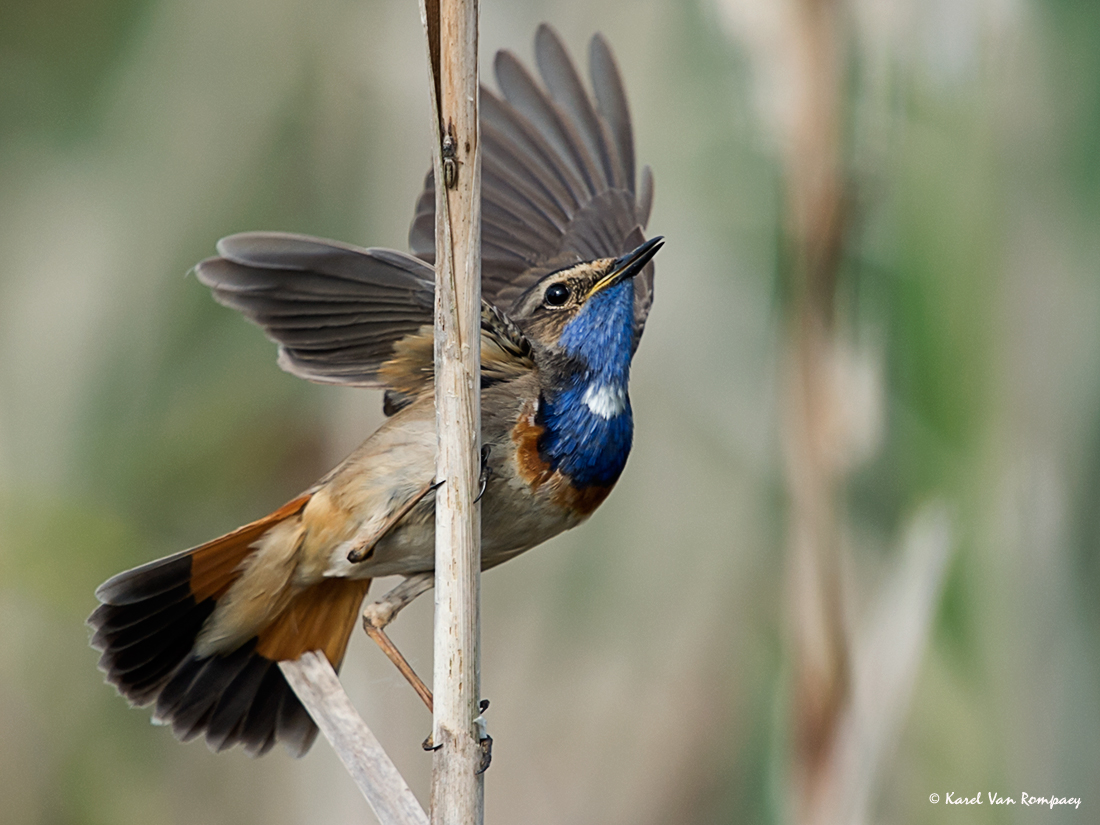 Blauwborst