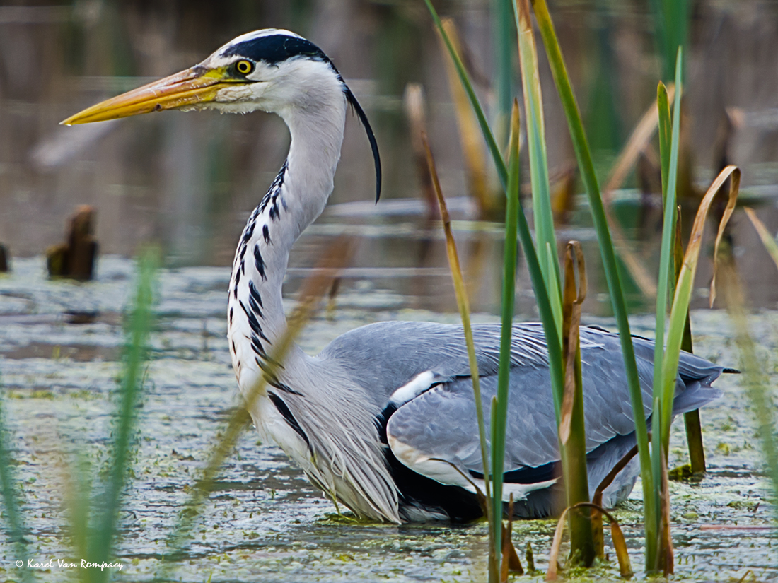 Blauwe reiger