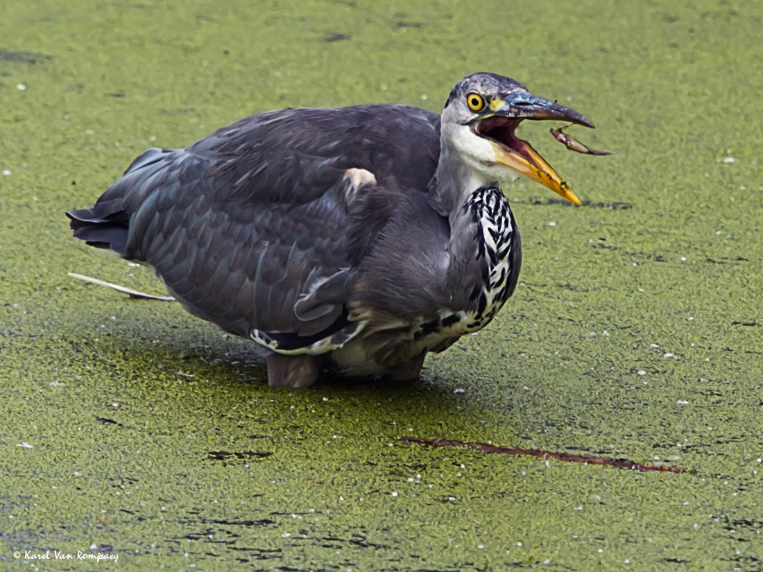 Blauwe reiger