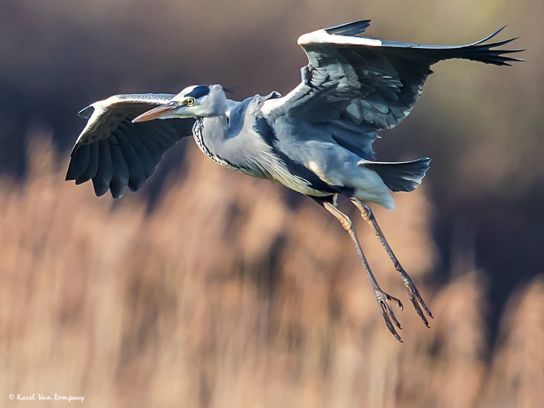 Blauwe reiger