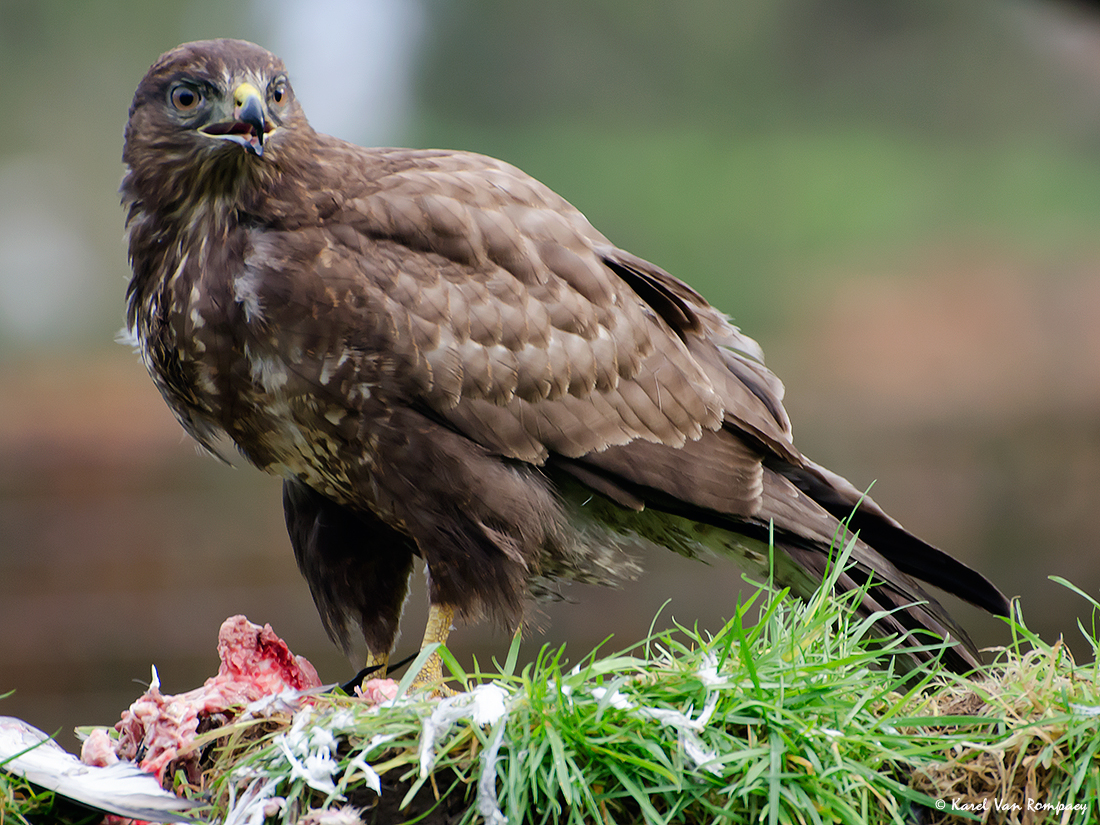 Buizerd