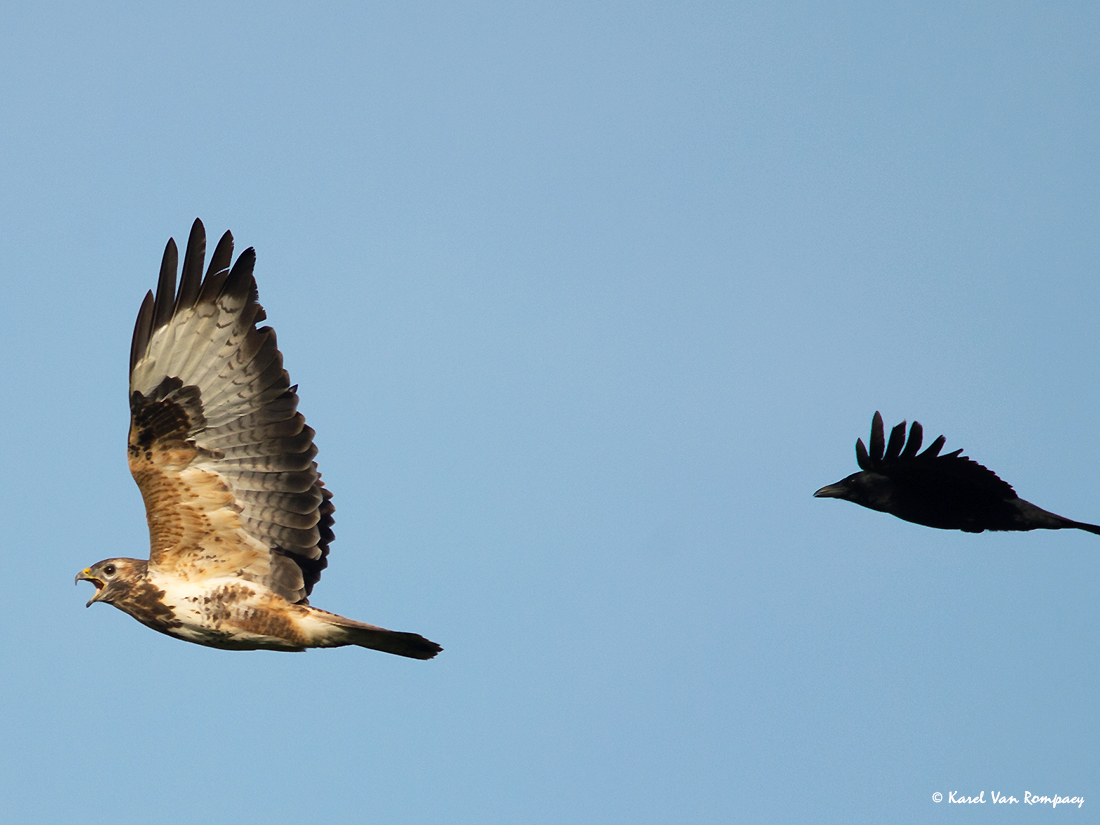 Buizerd