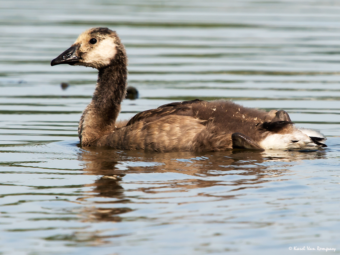 Canadese gans