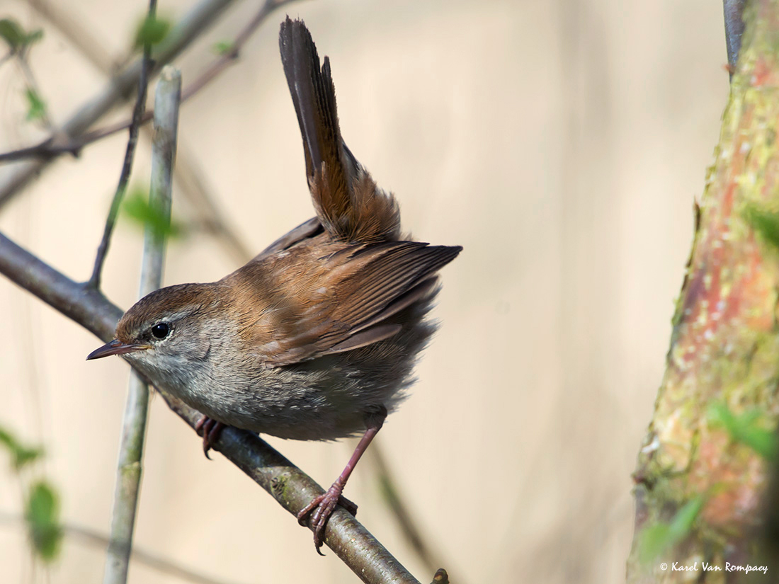 Cetti's zanger