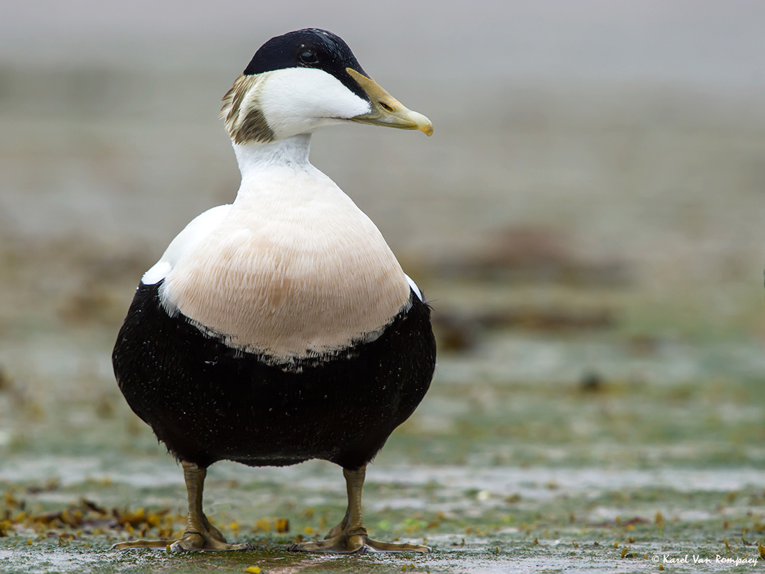 Eider