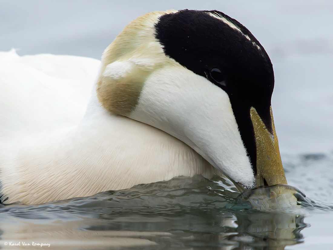 Eider