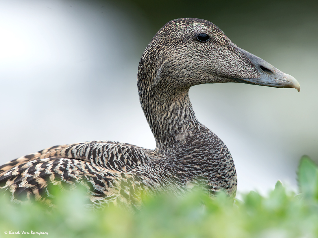 Eider