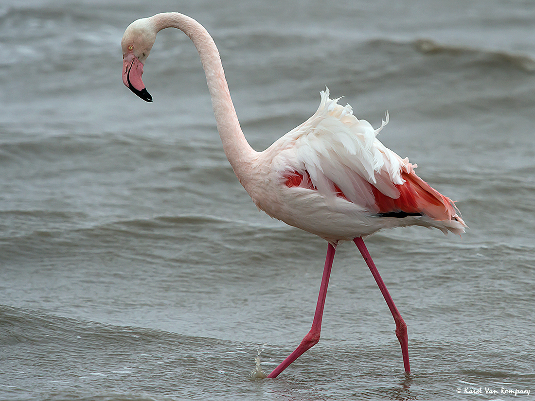 Flamingo