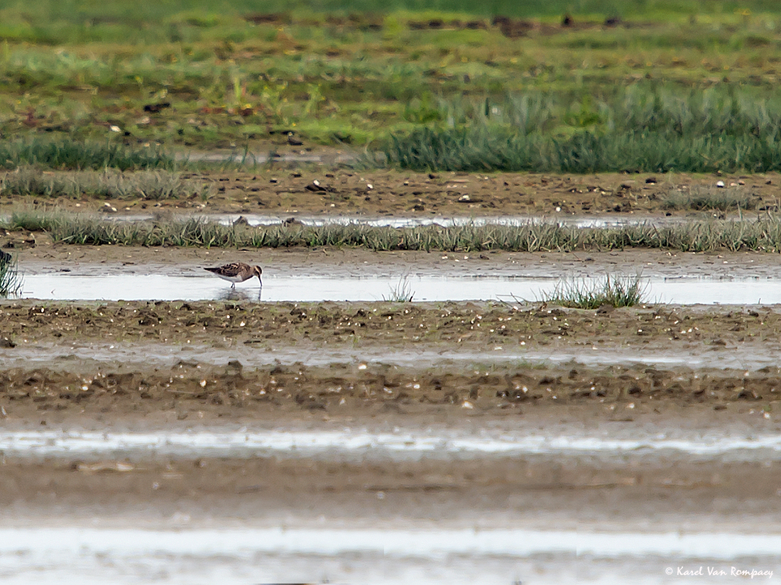 Gestreepte strandloper