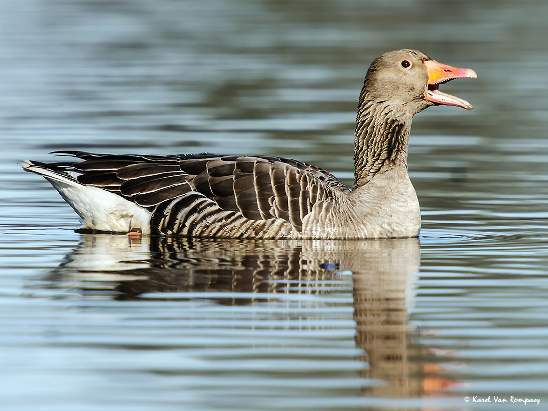 Grauwe gans