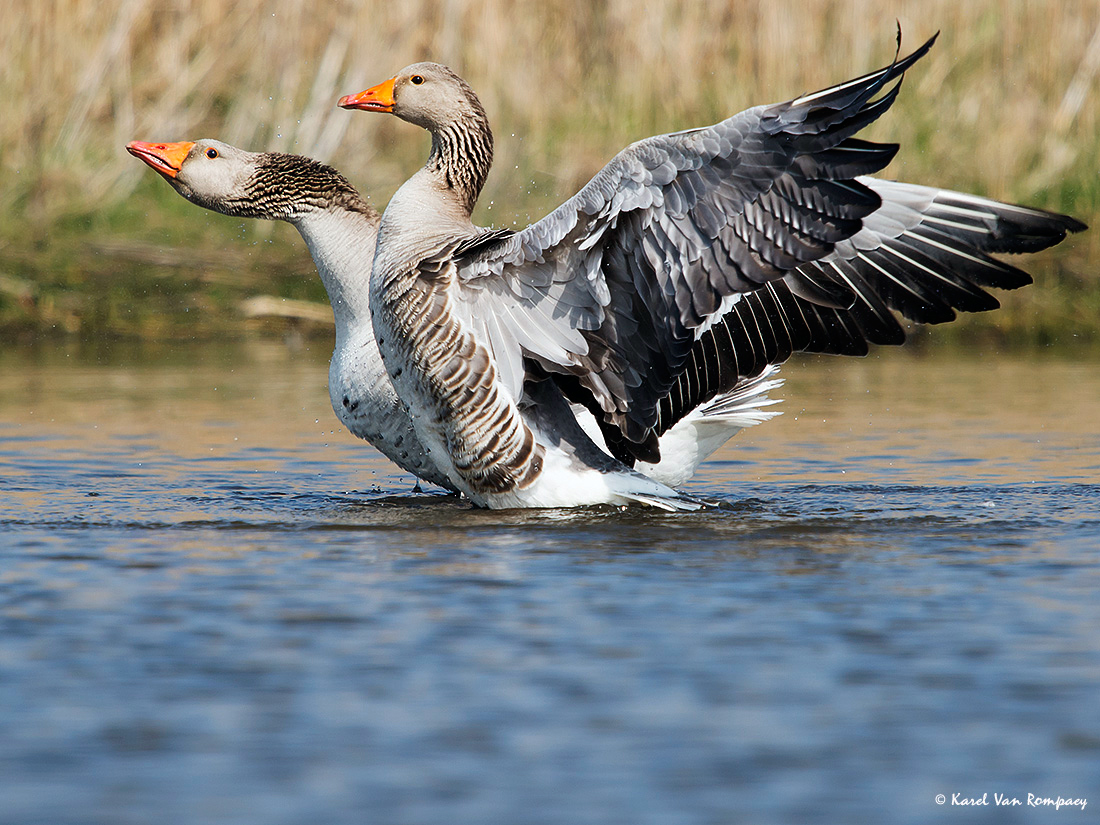 Grauwe gans