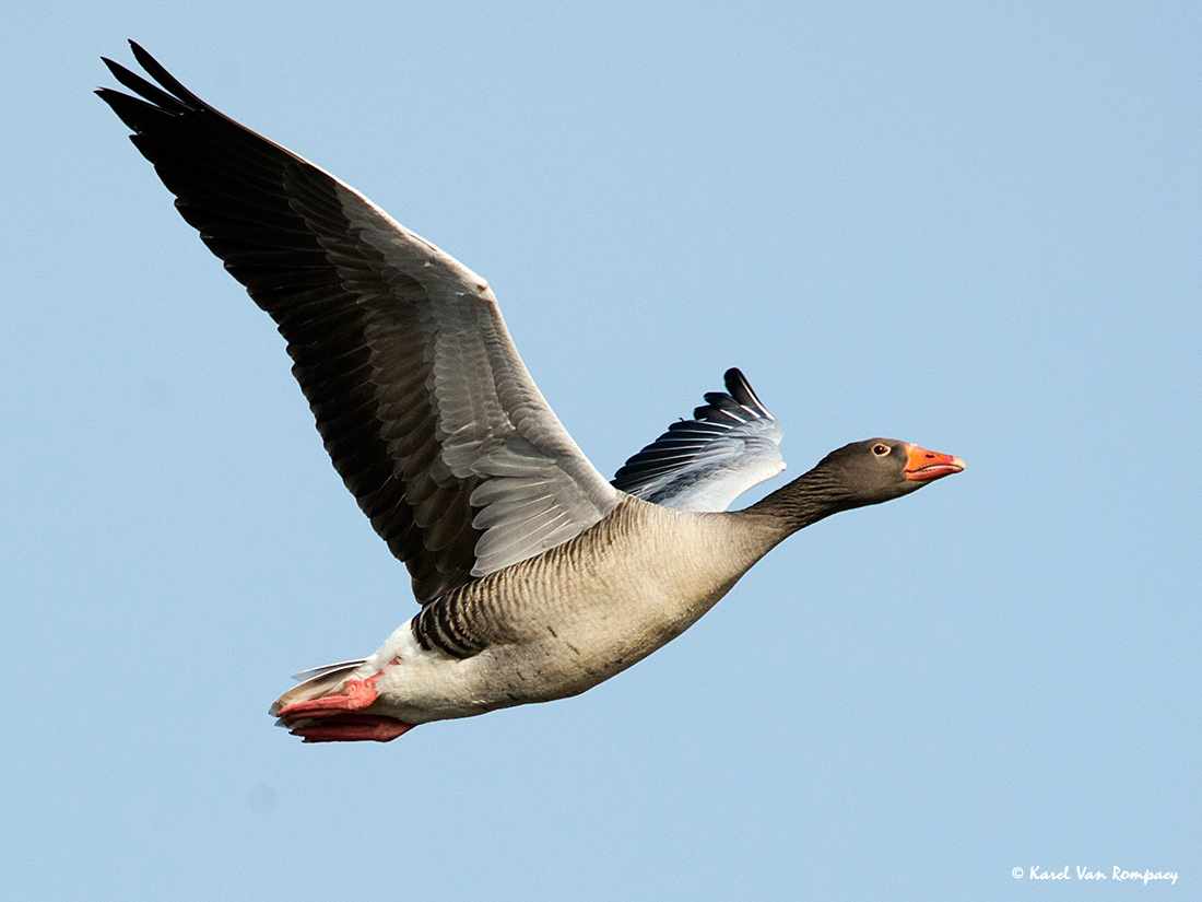 Grauwe gans