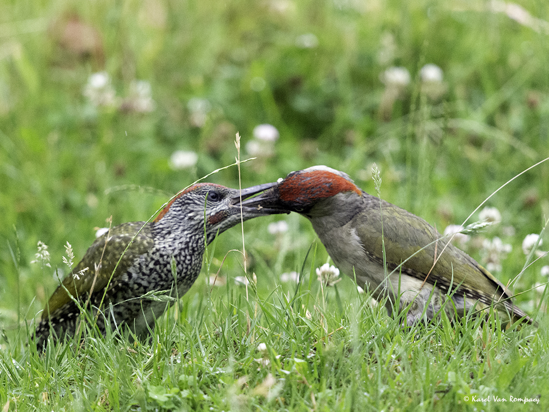 Groene specht