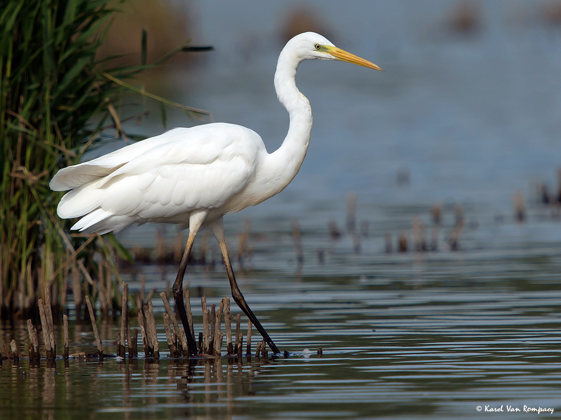 Grote zilverreiger