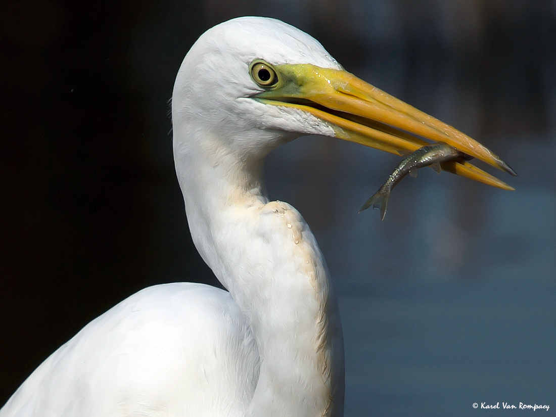 Grote zilverreiger