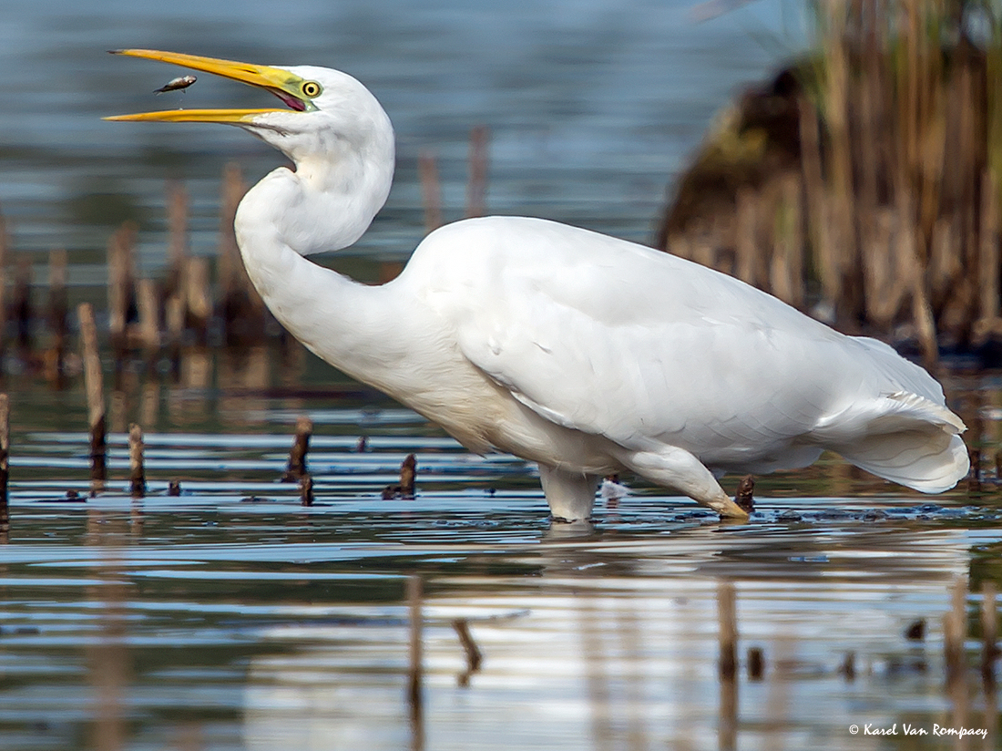 Grote zilverreiger