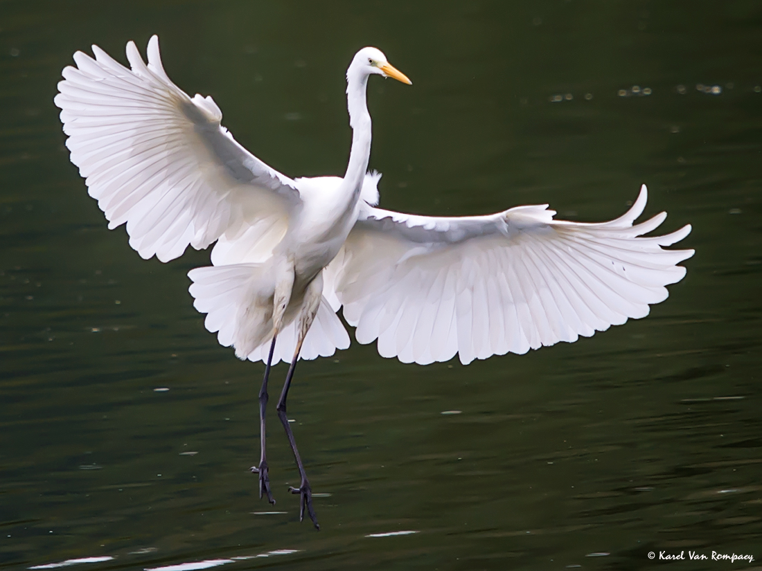 Grote zilverreiger