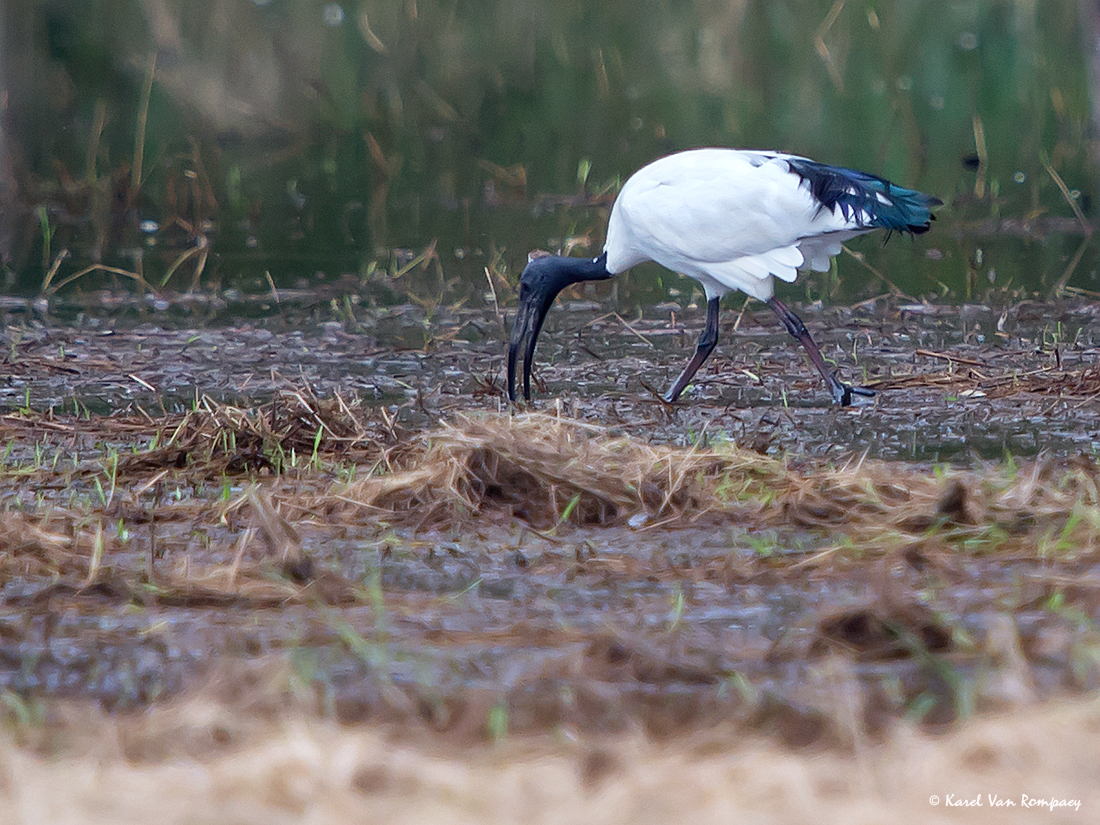 Heilige ibis