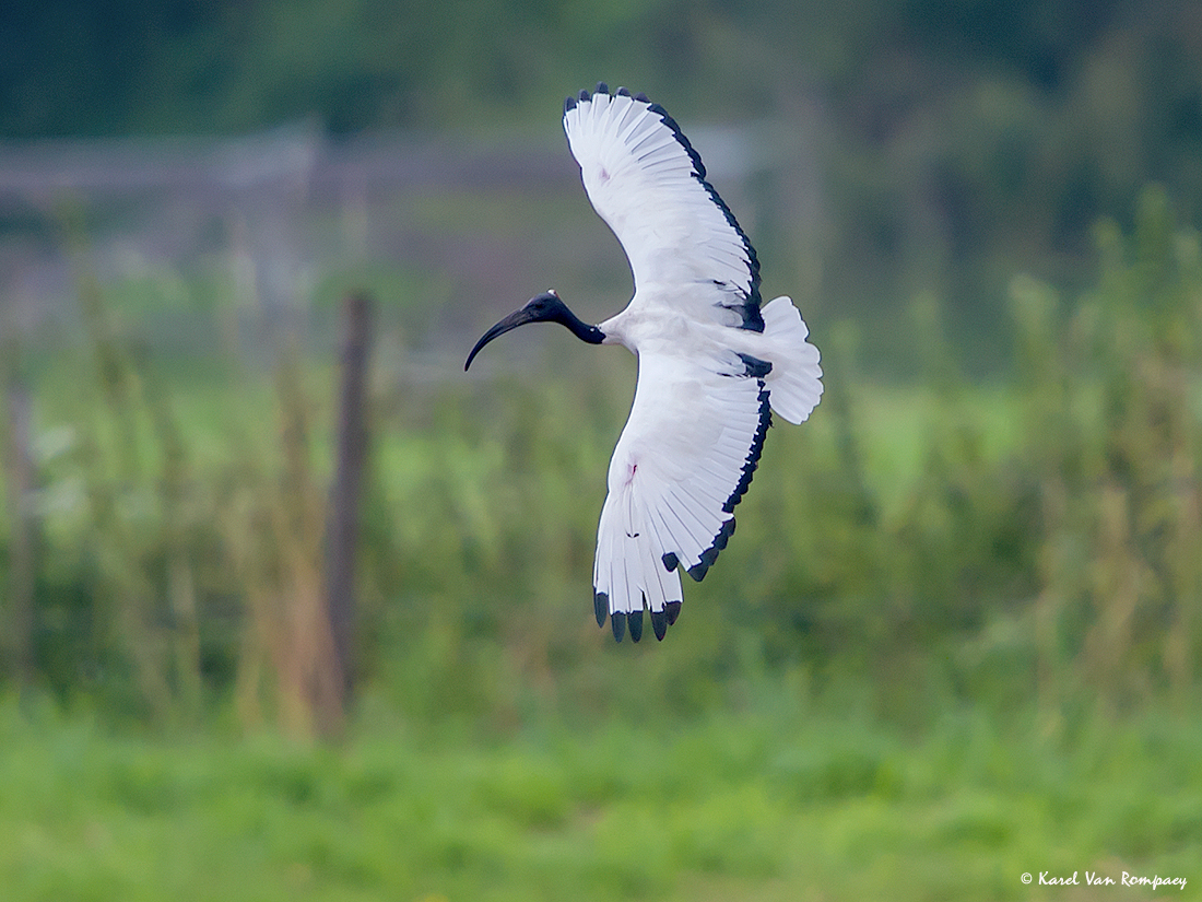 Heilige ibis