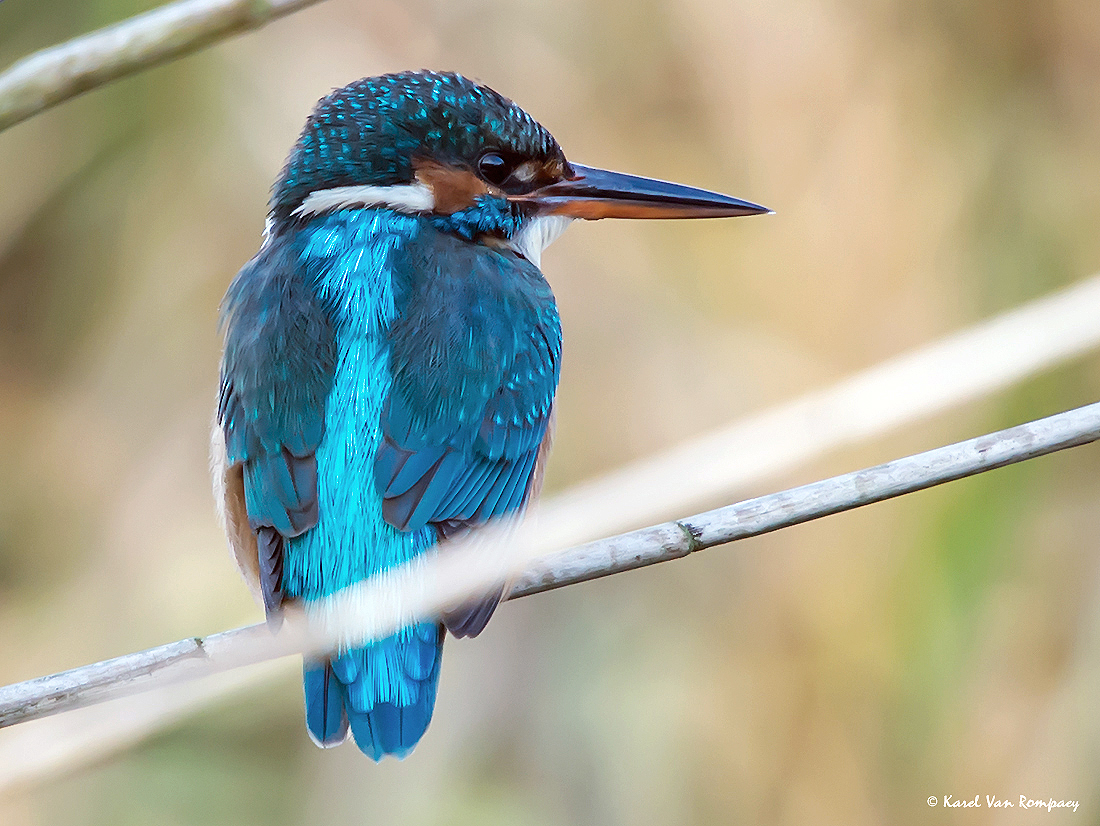 Ijsvogel