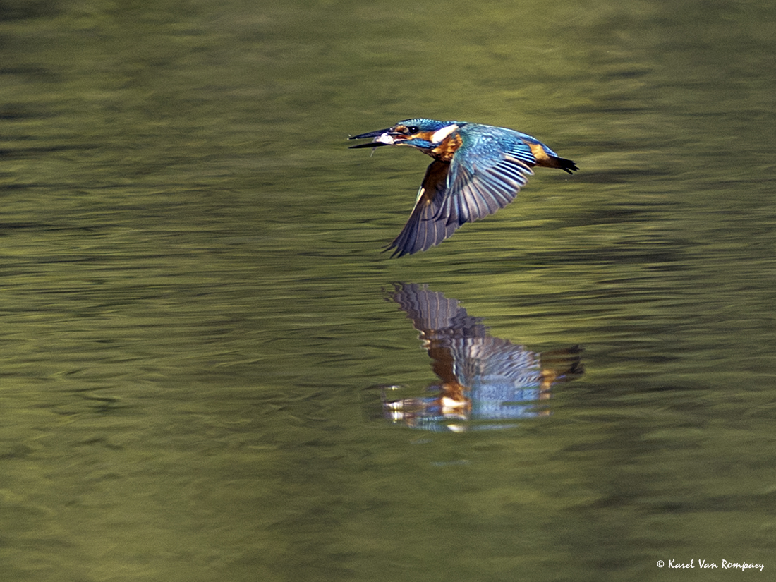 Ijsvogel