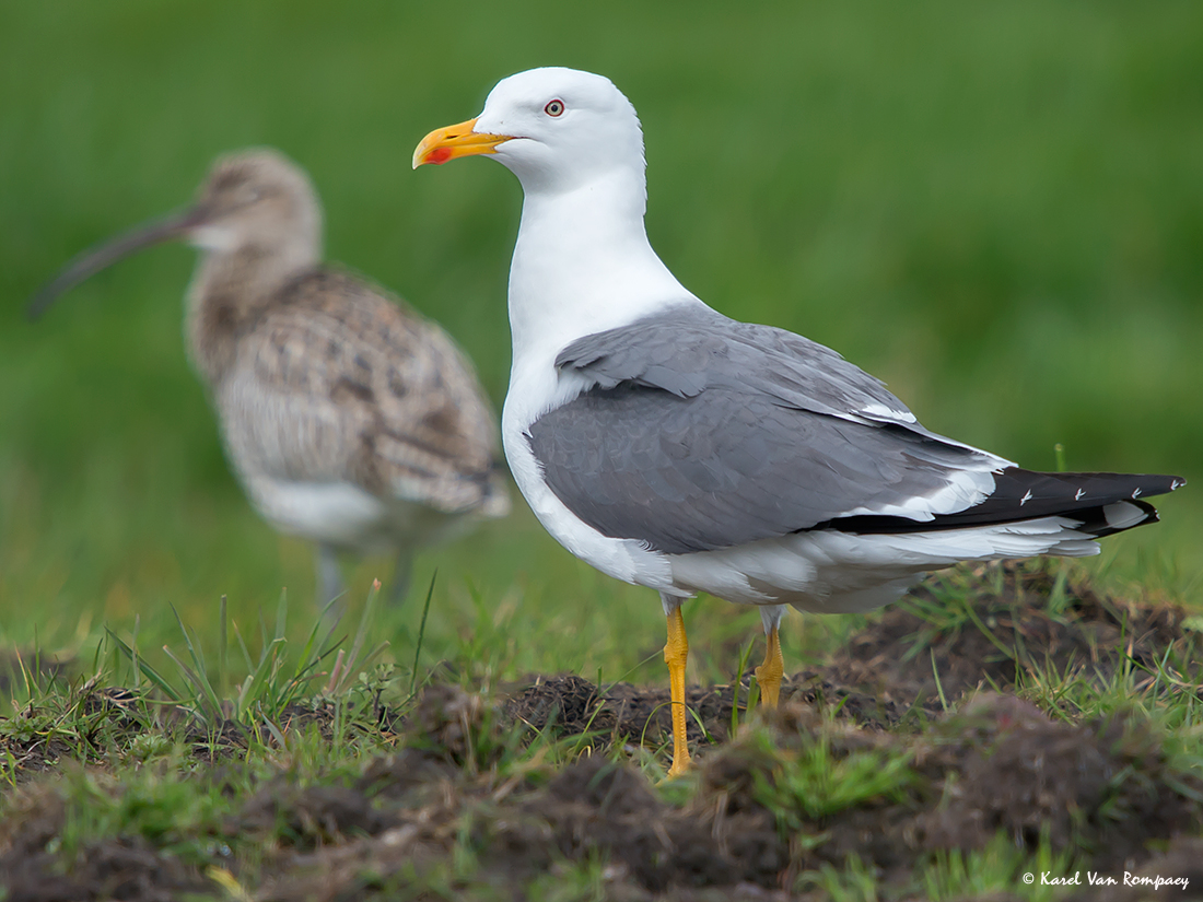 Kleine mantelmeeuw