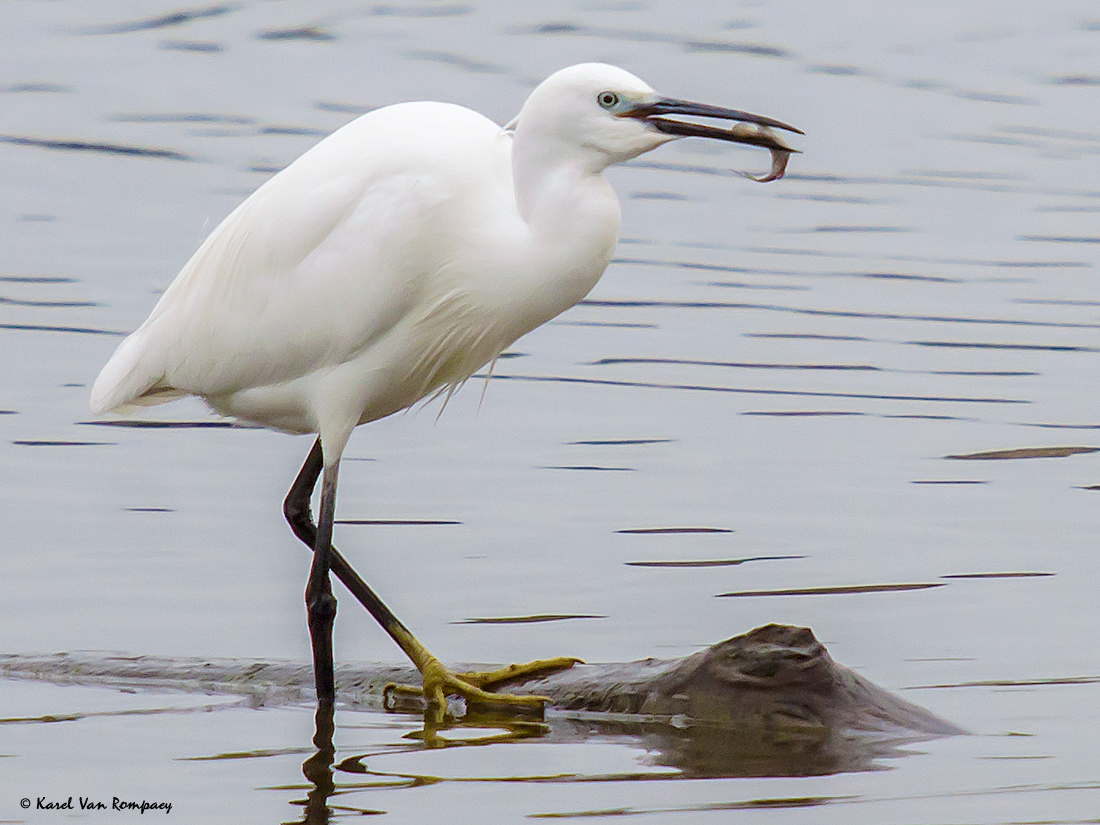 Kleine zilverreiger