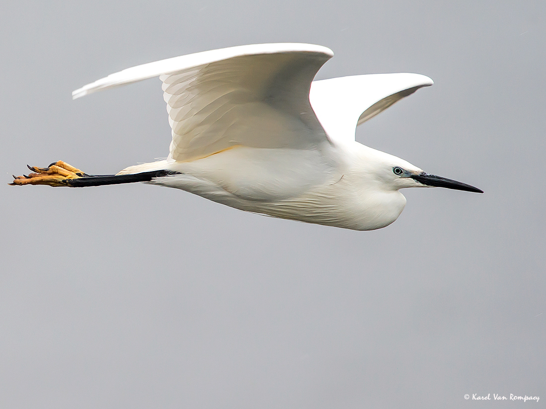 Kleine zilverreiger