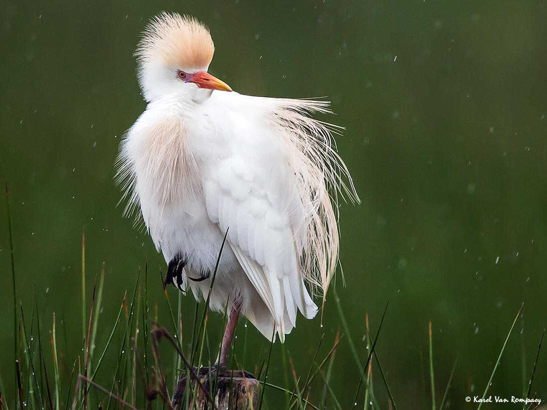 Koereiger