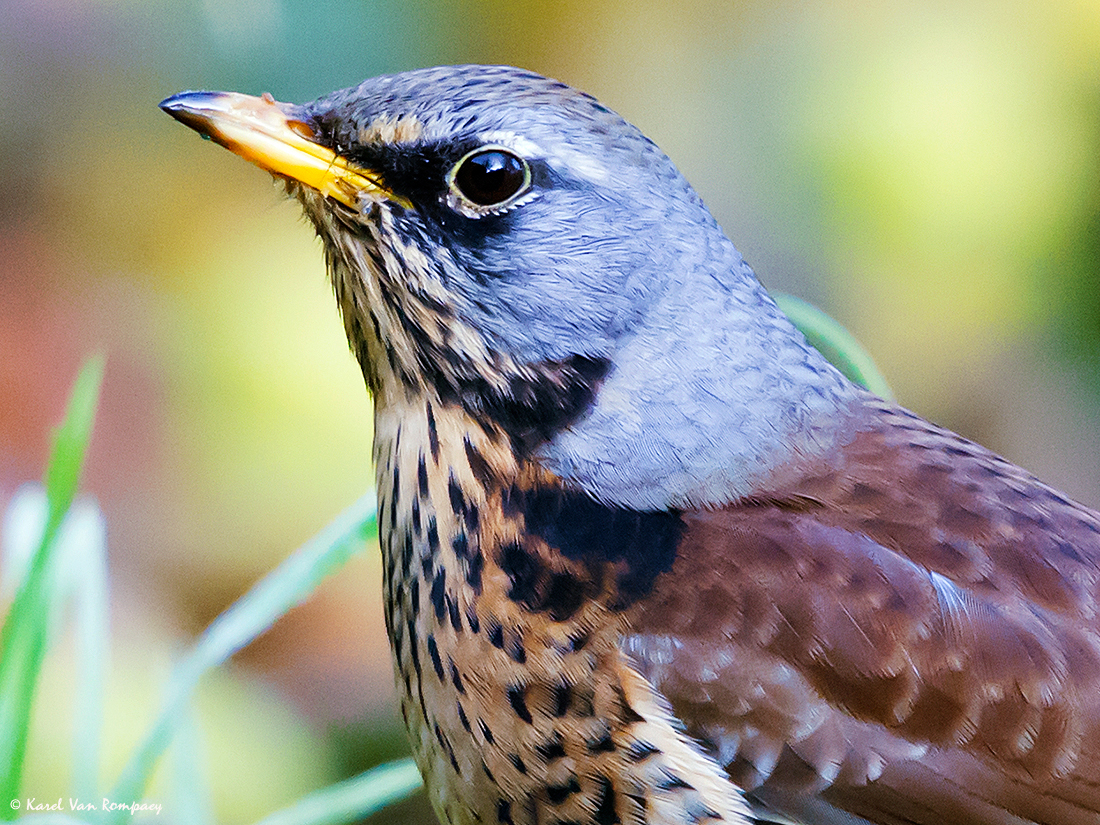 Kramsvogel