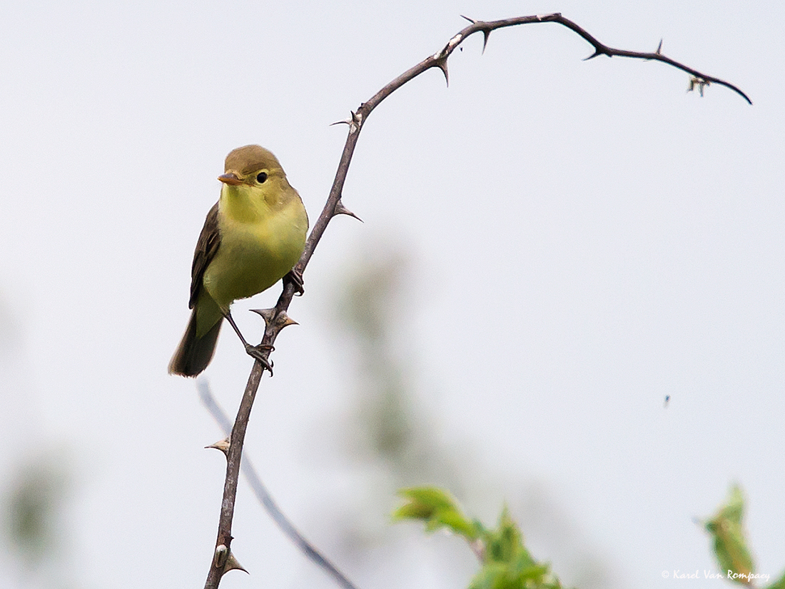 Orpheusspotvogel