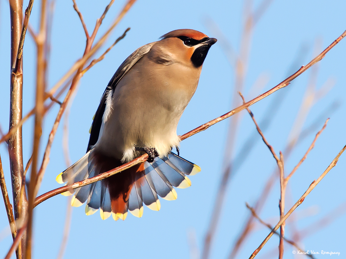 Pestvogel