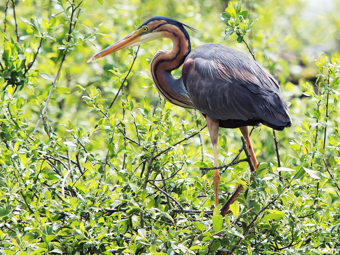 Purperreiger