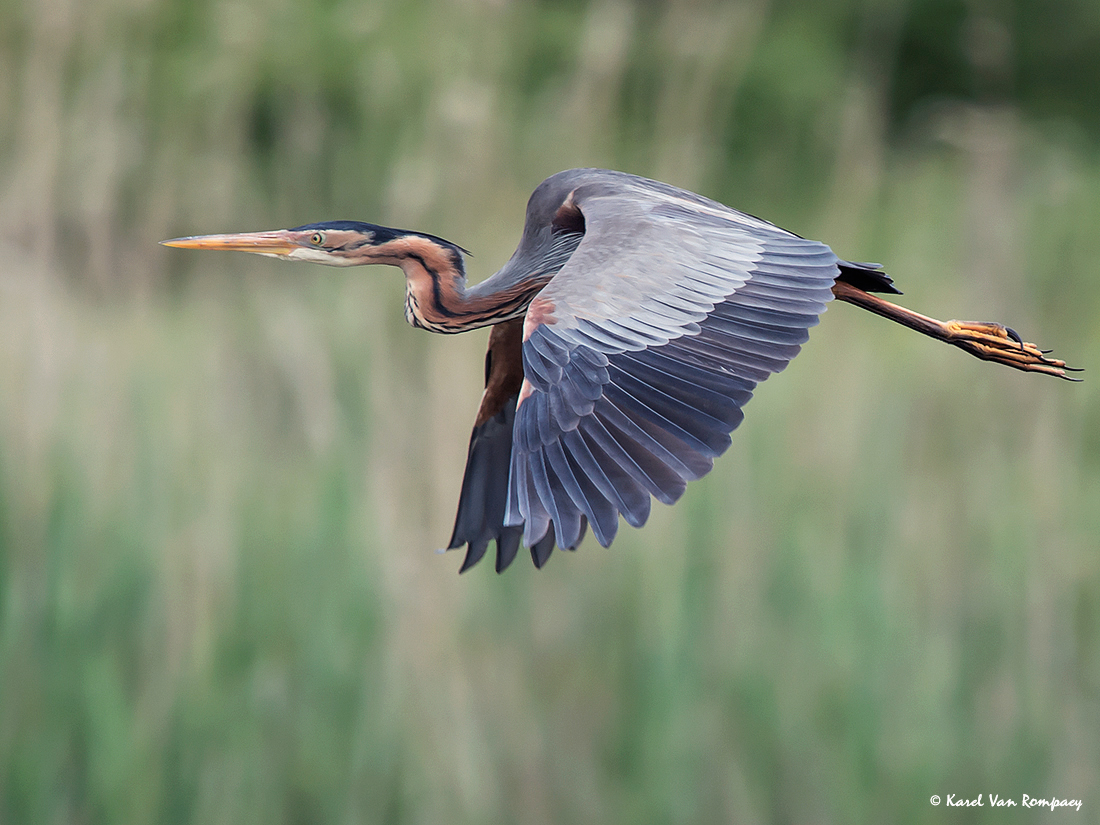 Purperreiger