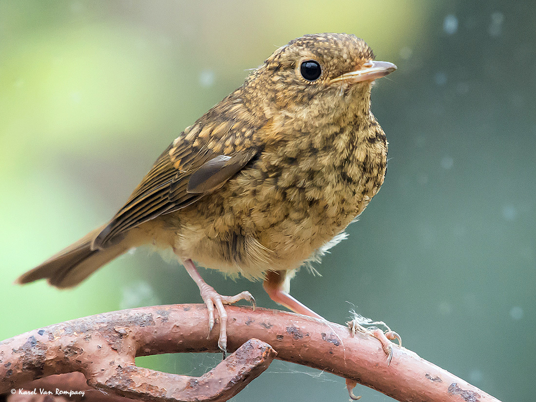 Roodborst