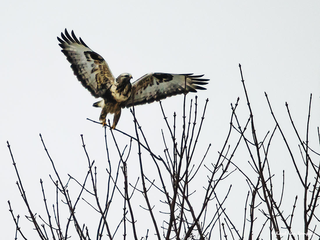 Ruigpootbuizerd