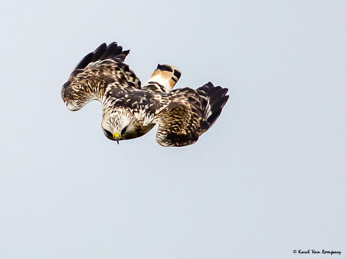 Ruigpootbuizerd