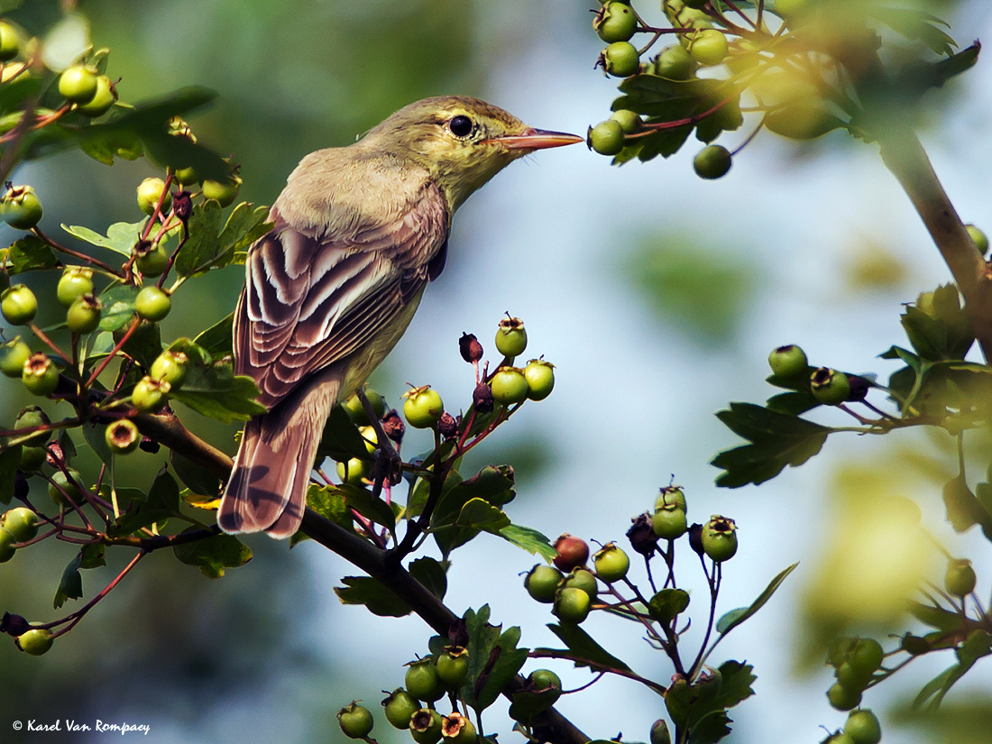 Spotvogel