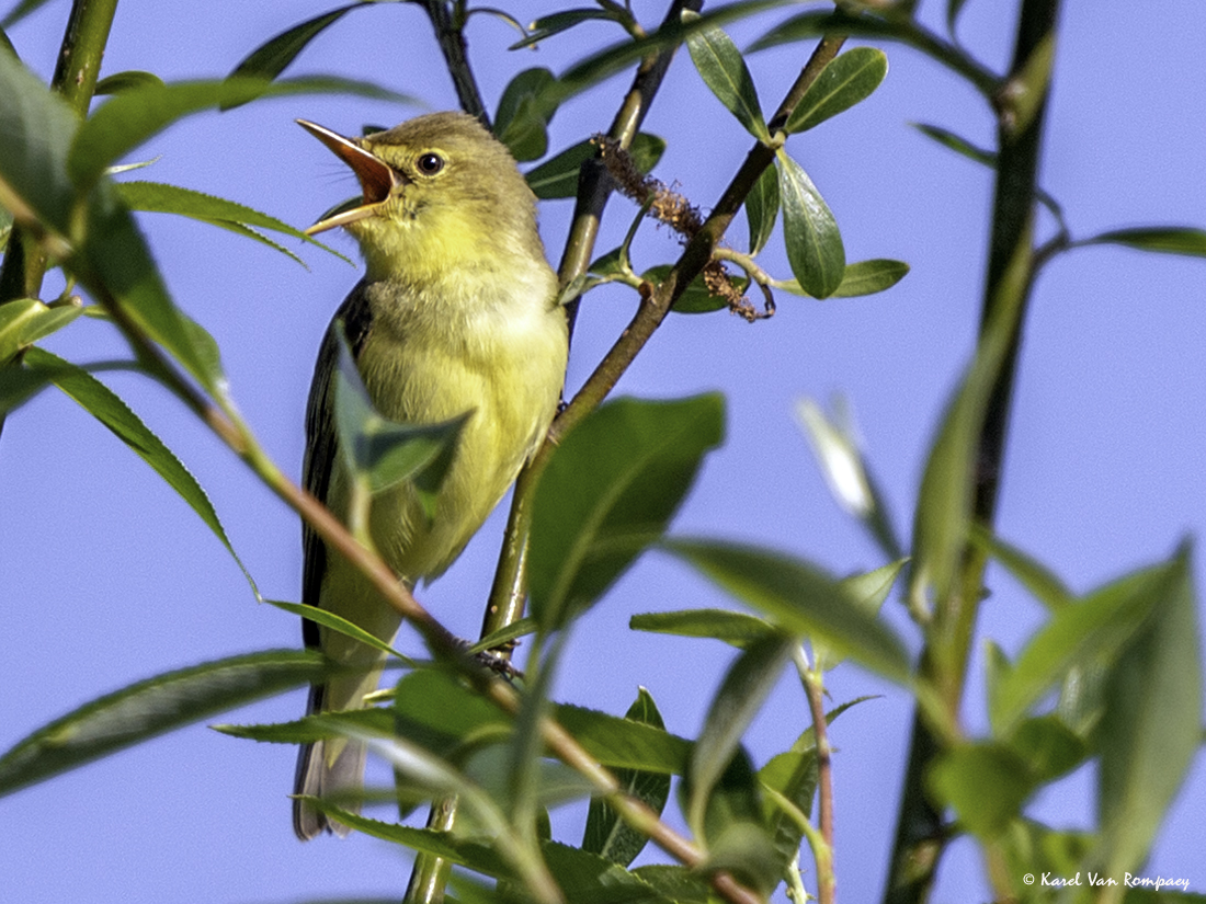 Spotvogel