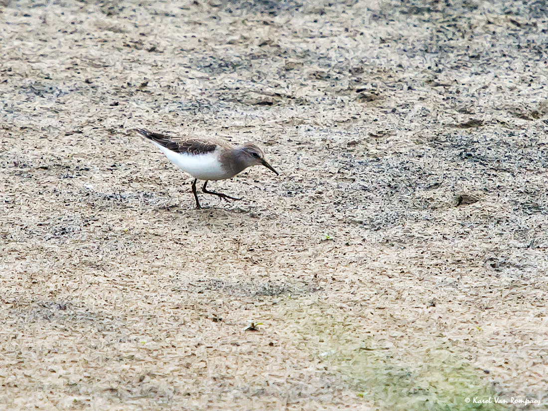 Temmincks Strandloper