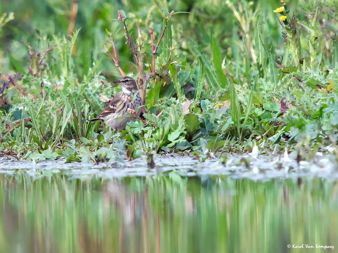 Waterpieper