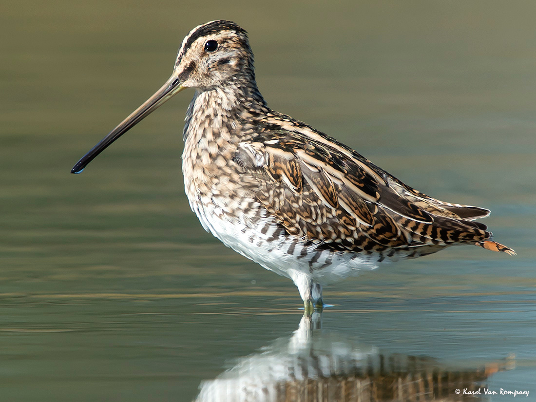 Watersnip