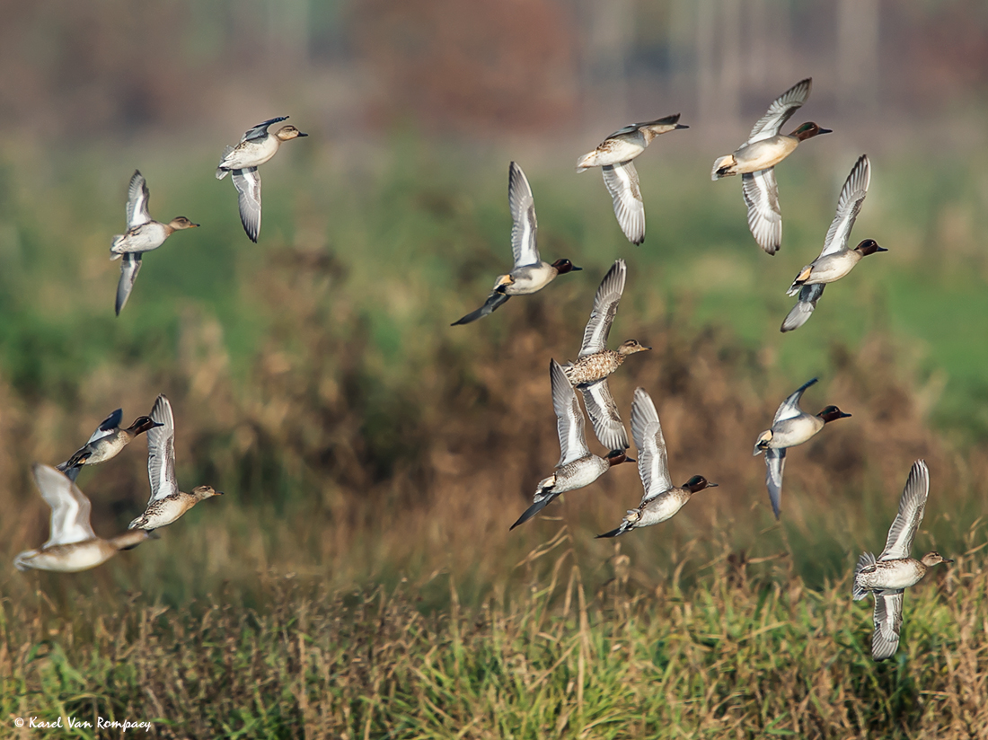 Wintertaling