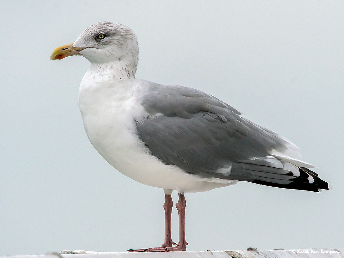 Zilvermeeuw